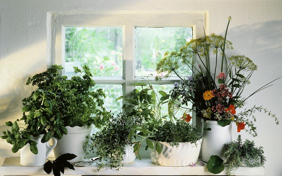 Assorted Herbs in Pots on a Window Sill