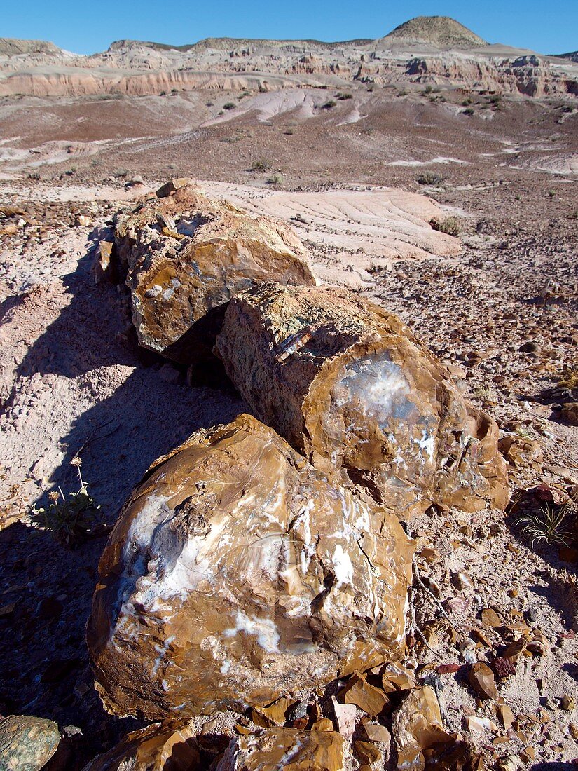Petrified forest,Argentina