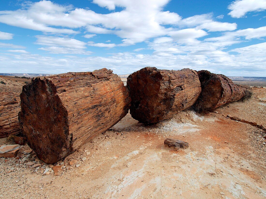 Petrified forest,Argentina