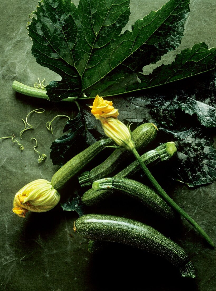 Several Zucchini; Some with Blossoms