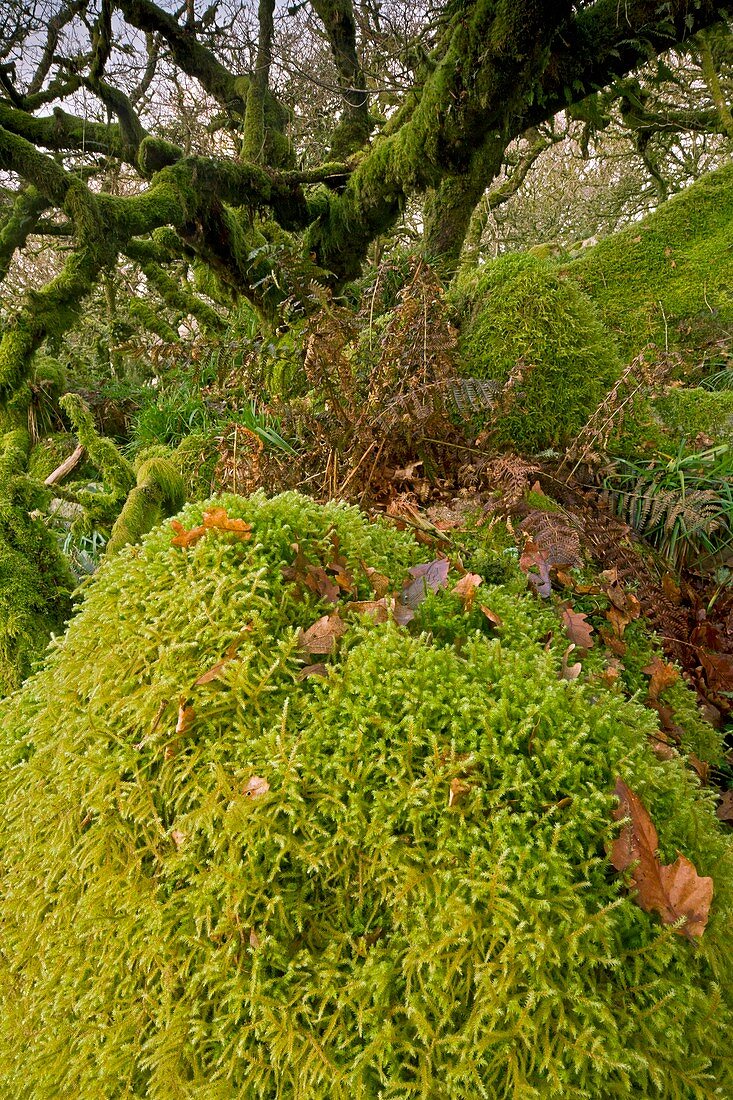 Moss-covered woodland