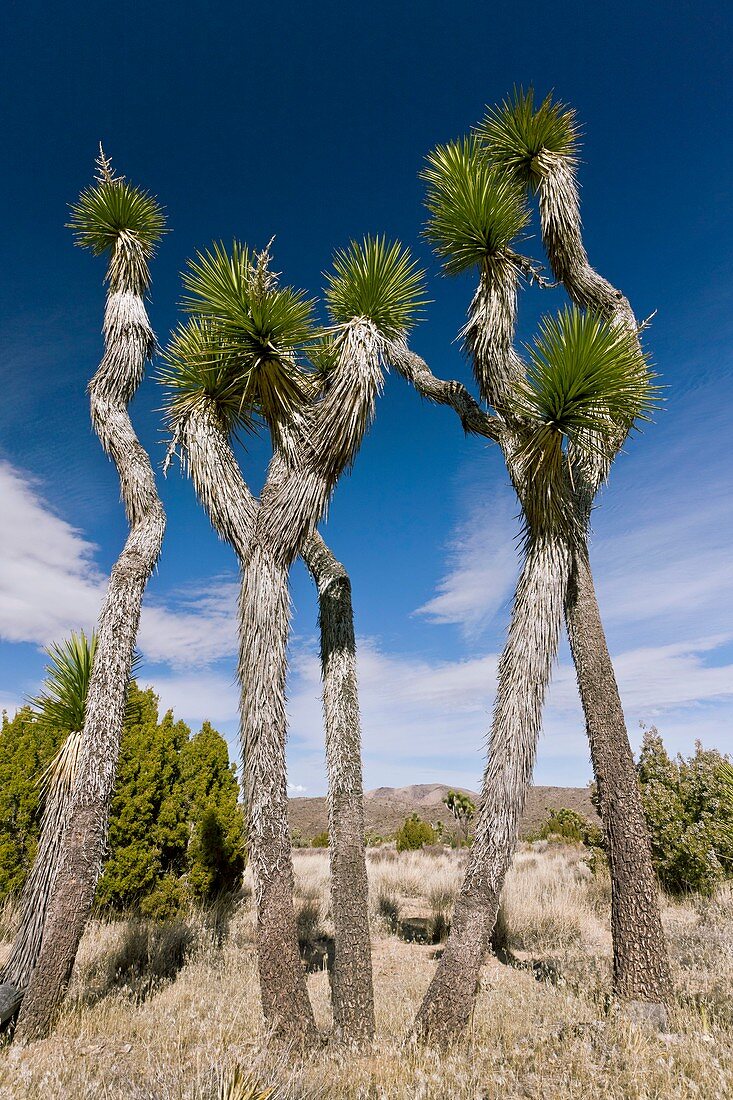 Joshua trees (Yucca brevifolia)