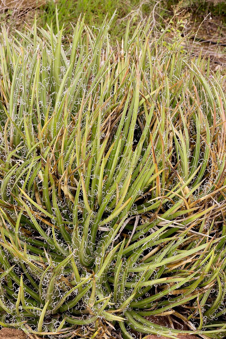Century plant (Agave toumeyana bella)