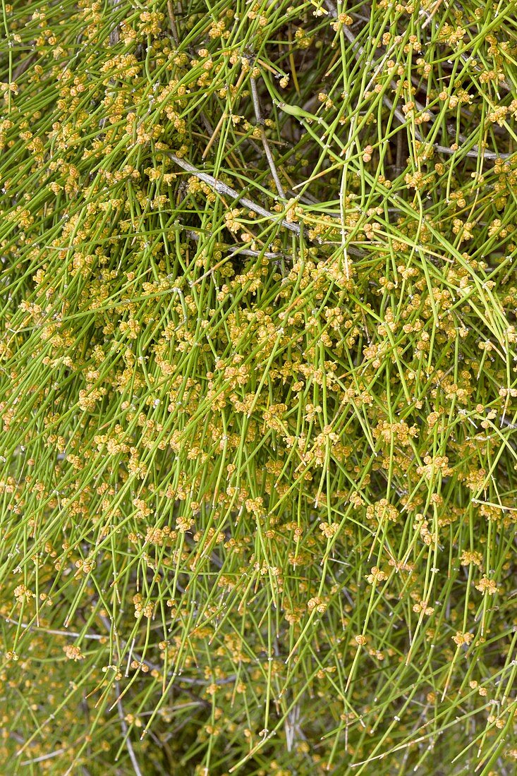 Desert mormon-tea (Ephedra fasciculata)
