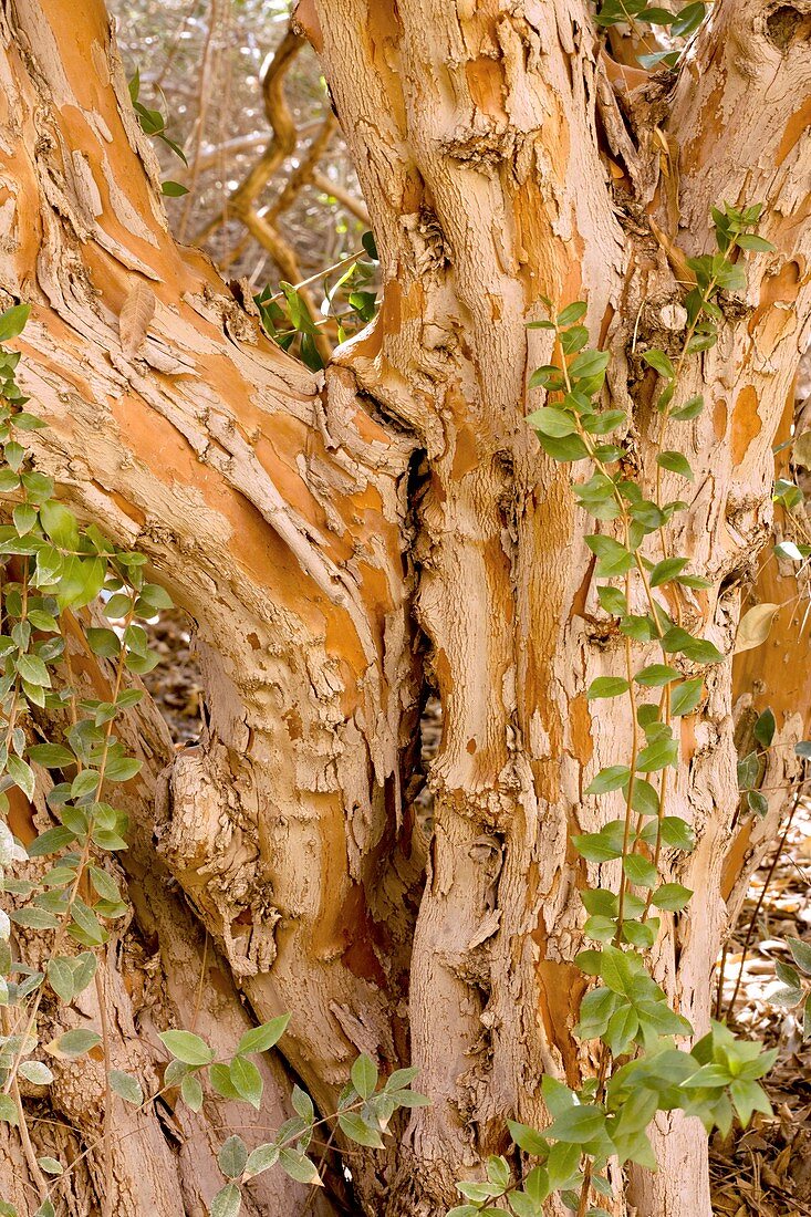 Common myrtle (Myrtus communis) tree