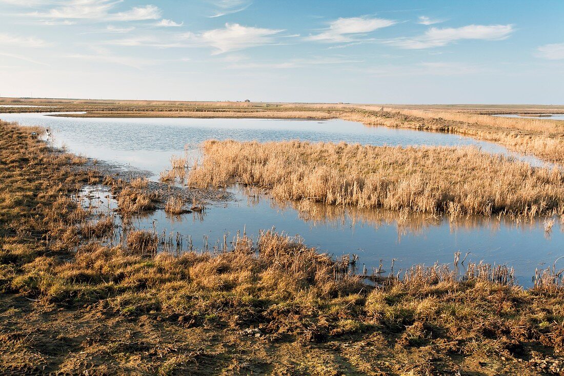 Marshland,UK