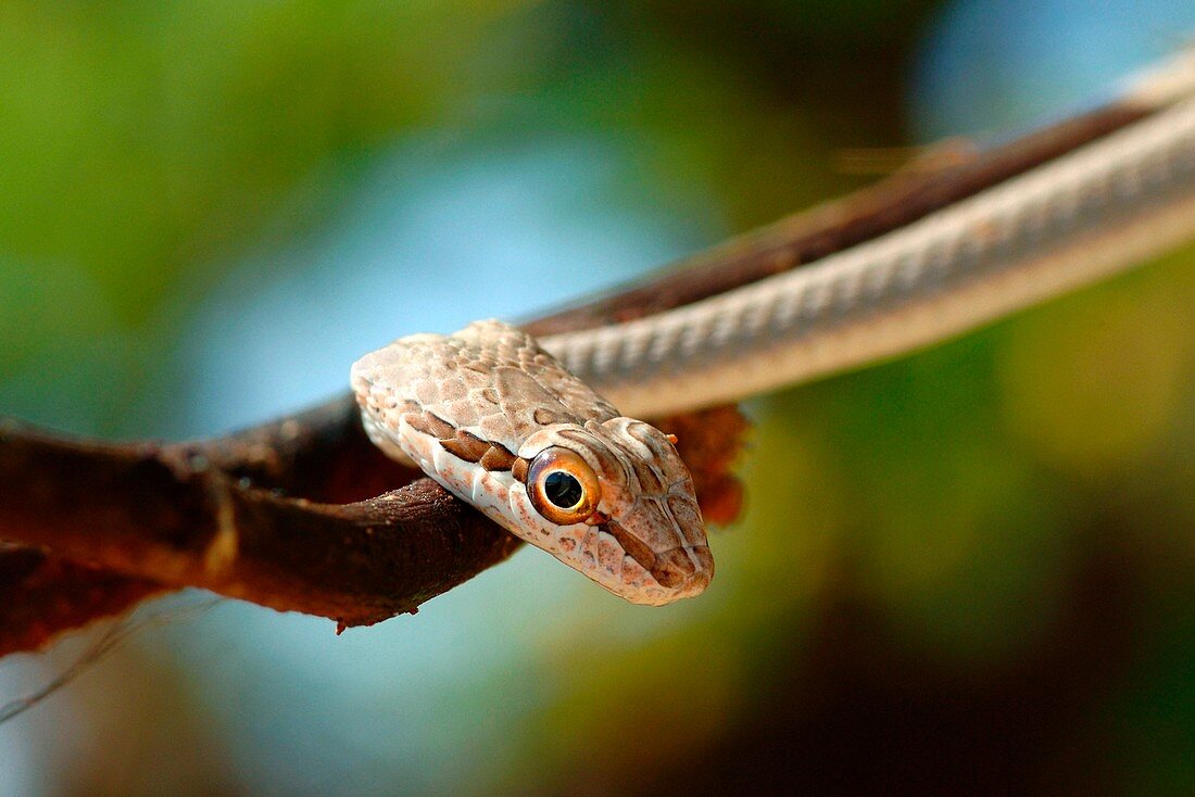 Desert snake,Egypt