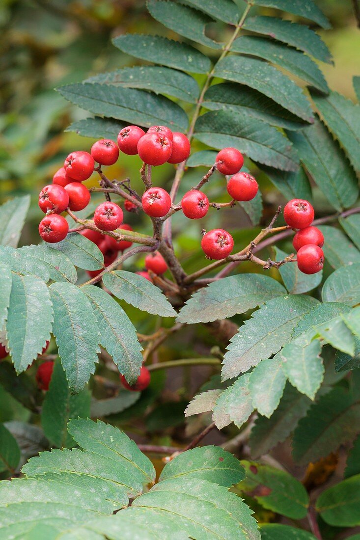 Sorbus decora