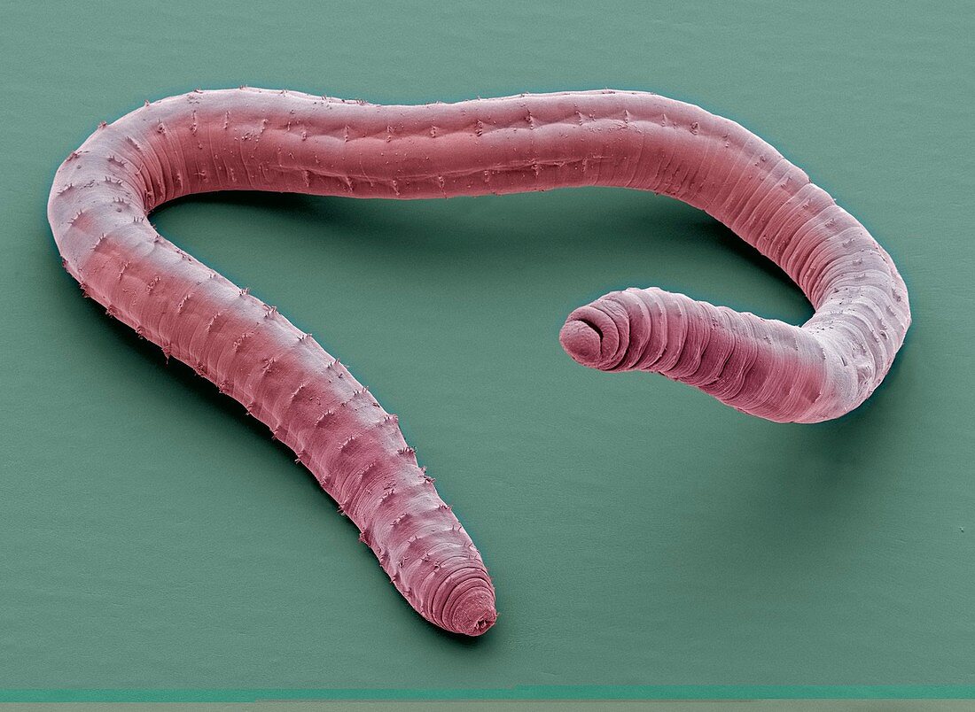 Annelid worm,SEM