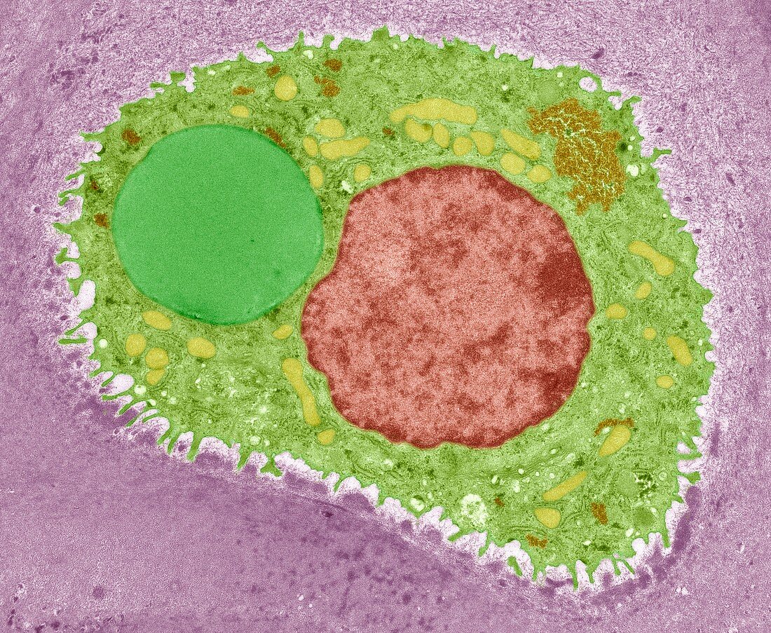 Cartilage cell,TEM