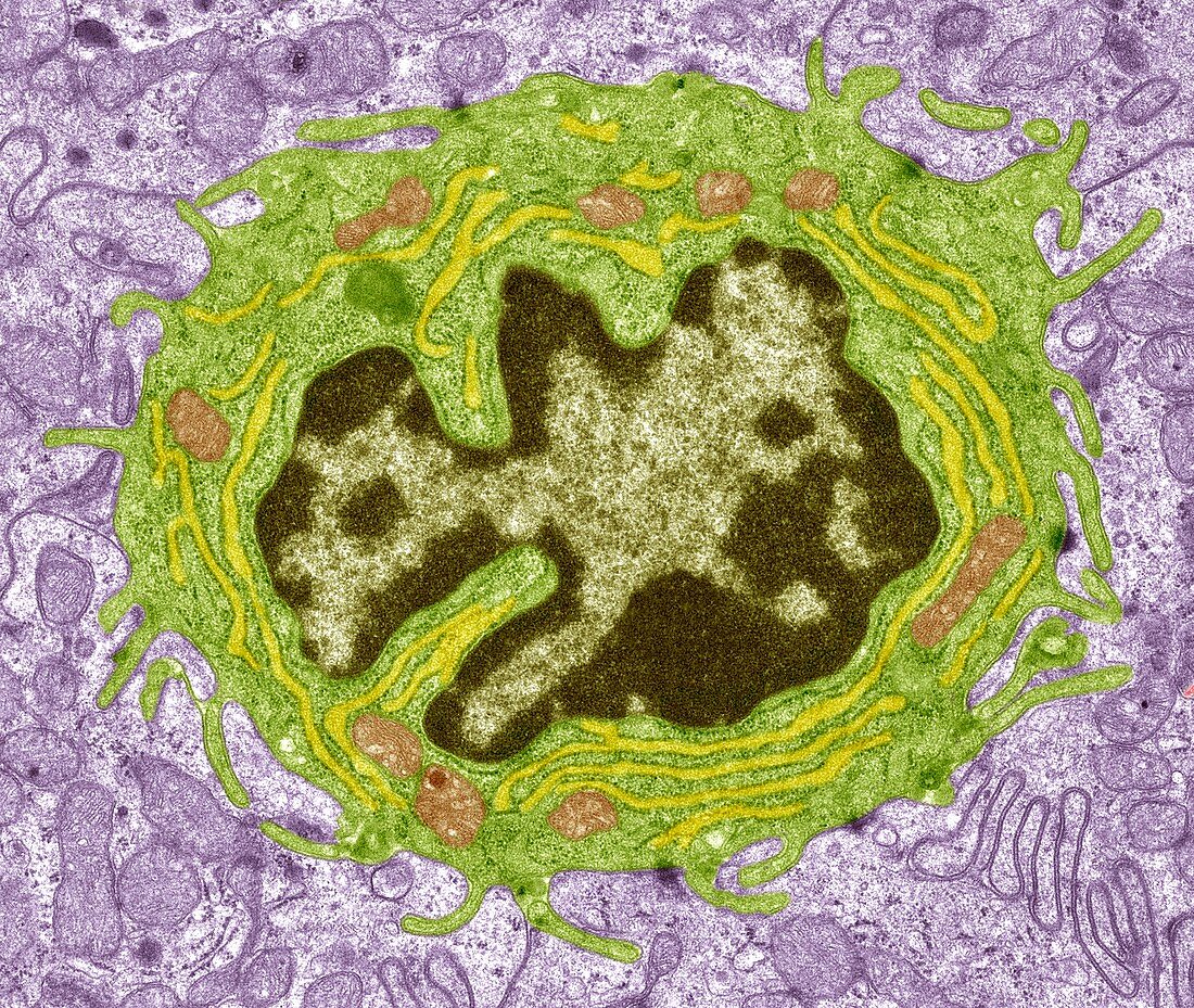 Intestinal gland cell,TEM