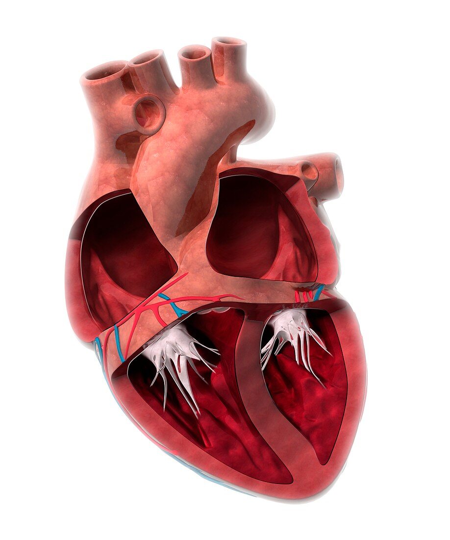 Heart chamber anatomy,artwork