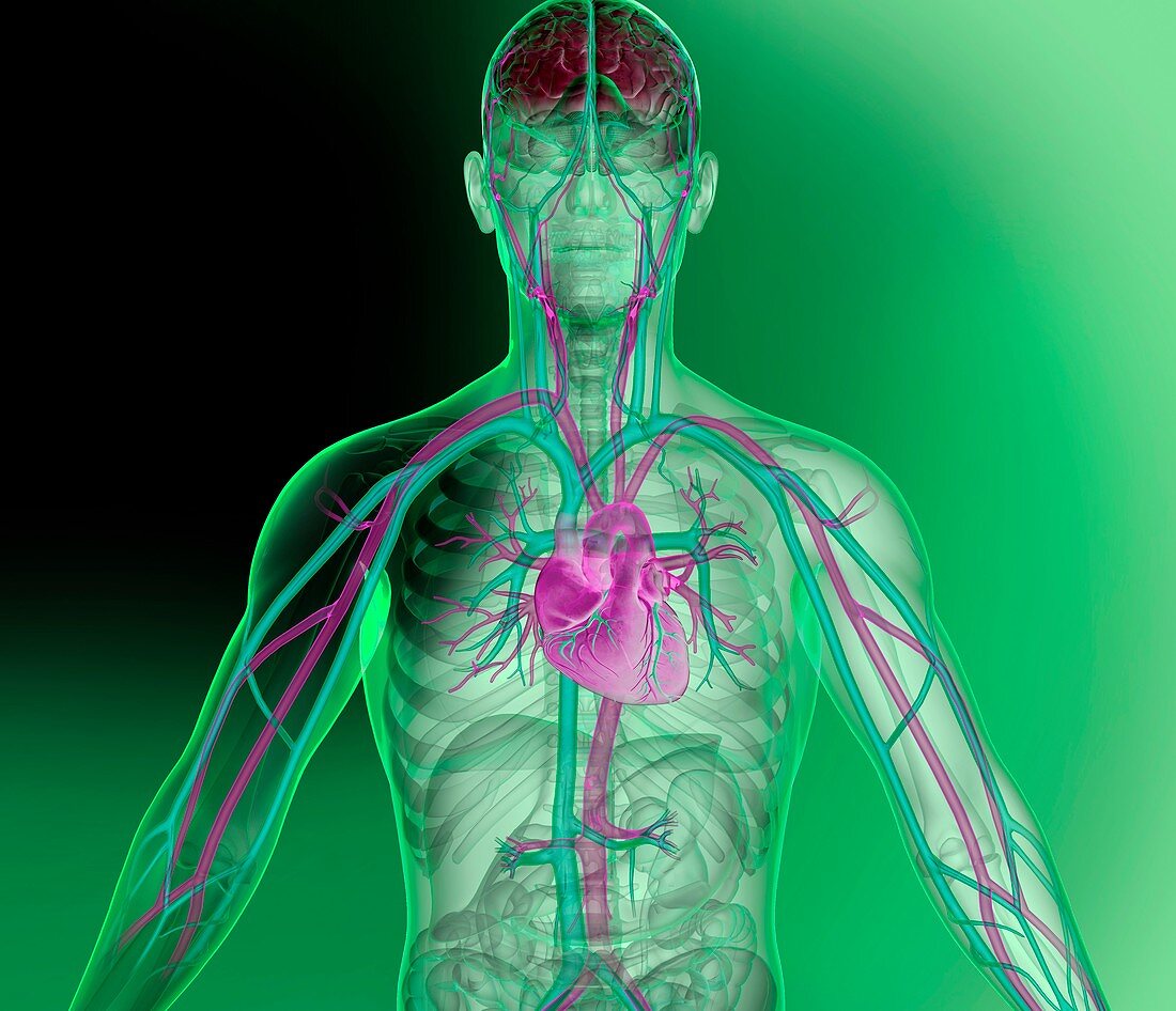 Heart and brain vascular system,artwork