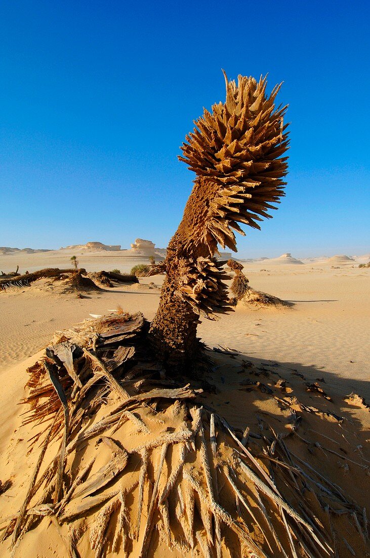 Withered desert plant,Egyptian Sahara