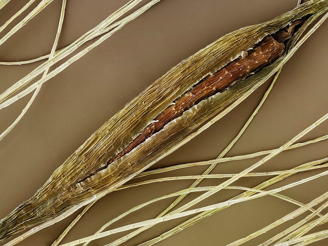 Great Reedmace seed (Typha latifolia) SEM