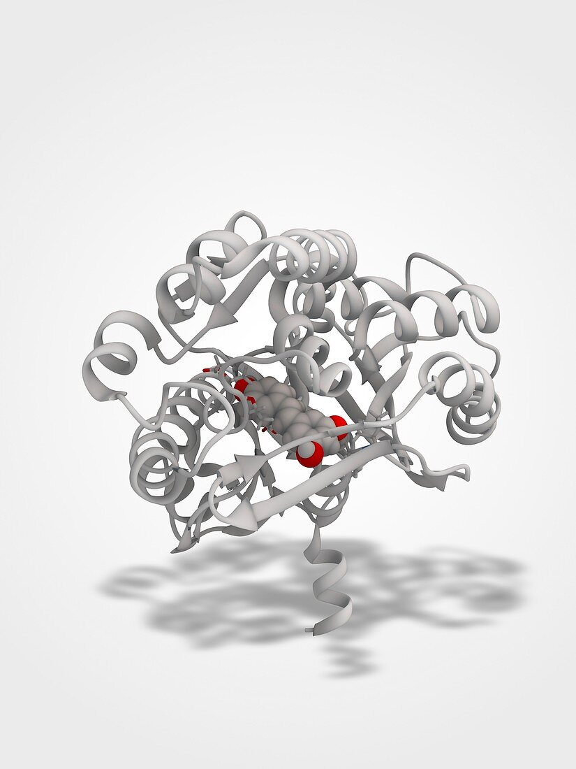 Stilbene synthase molecule