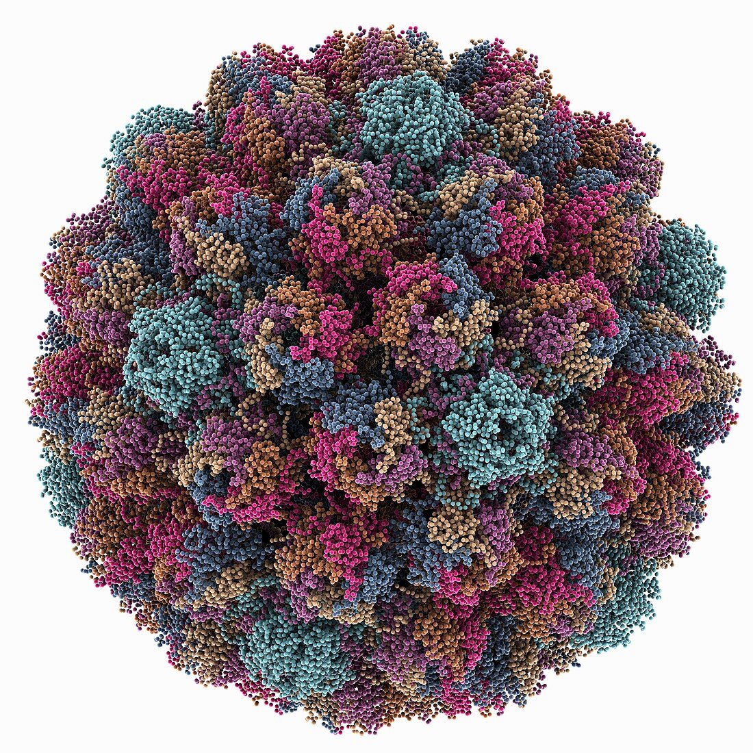 Avian polyomavirus capsid