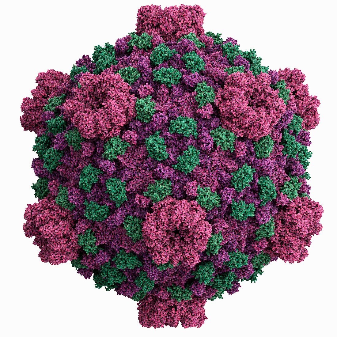 Cytoplasmic polyhedrosis virus capsid