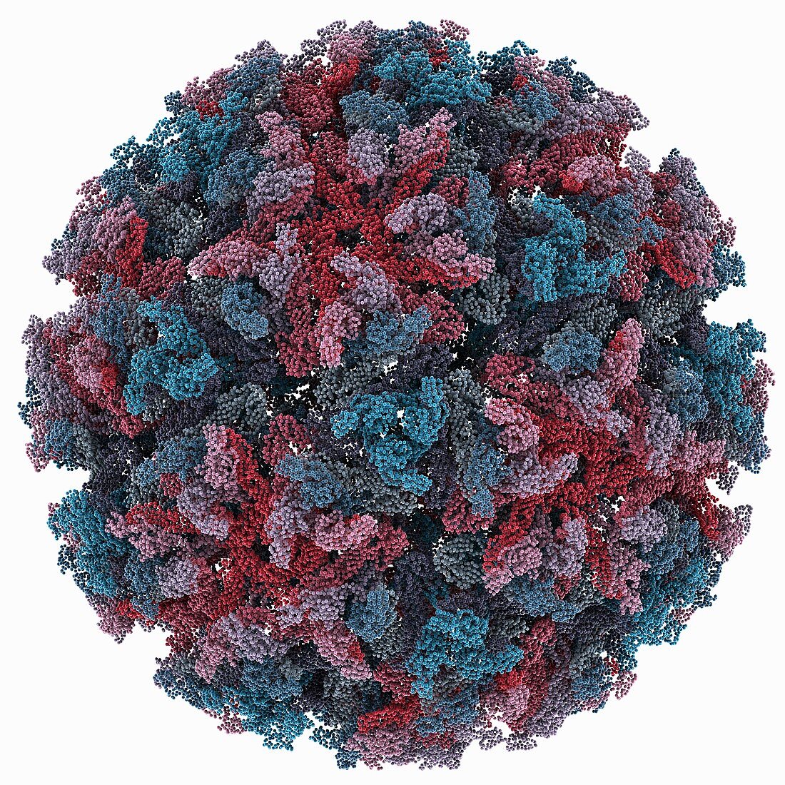 Sindbis virus capsid,molecular model