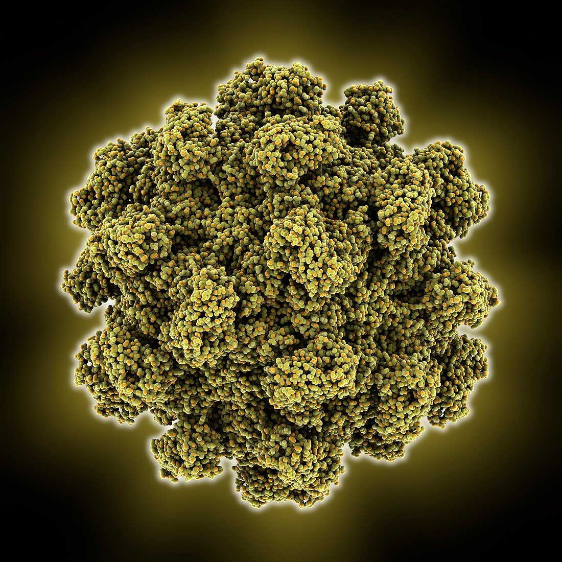 Hepatitis E virus capsid,molecular model