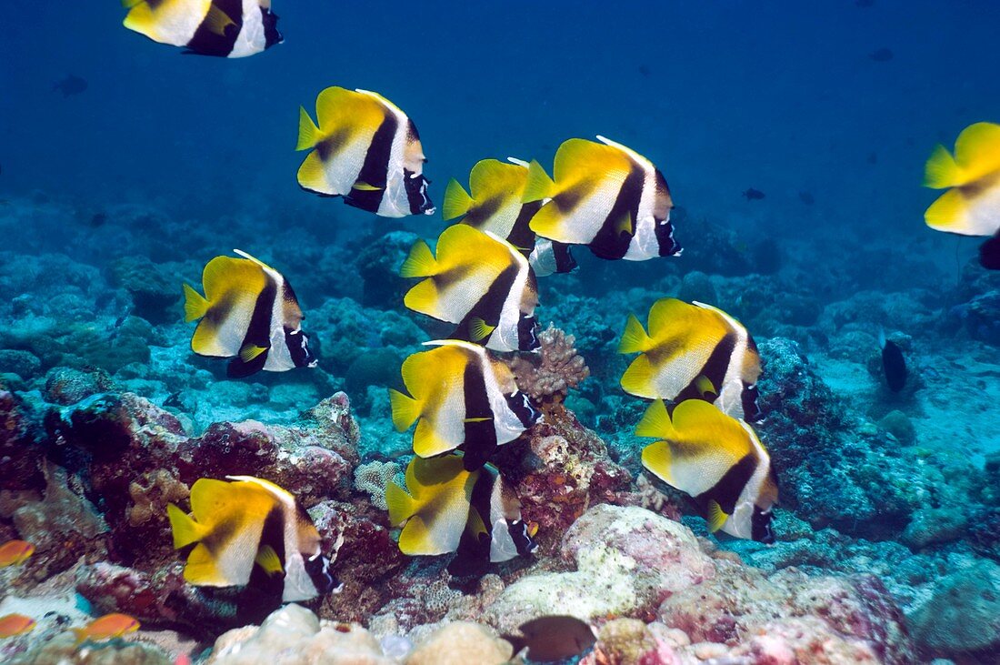 Masked bannerfish on a coral reef