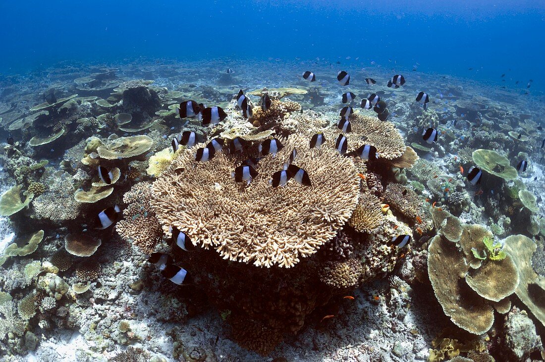 Black pyramid butterflyfish on a reef