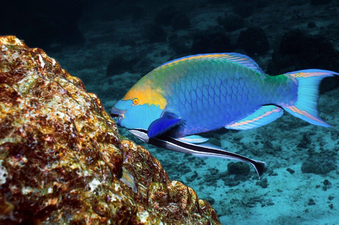 Parrotfish and remora on a reef