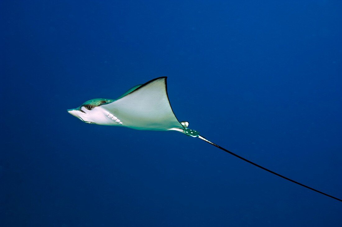 Spotted eagle ray swimming