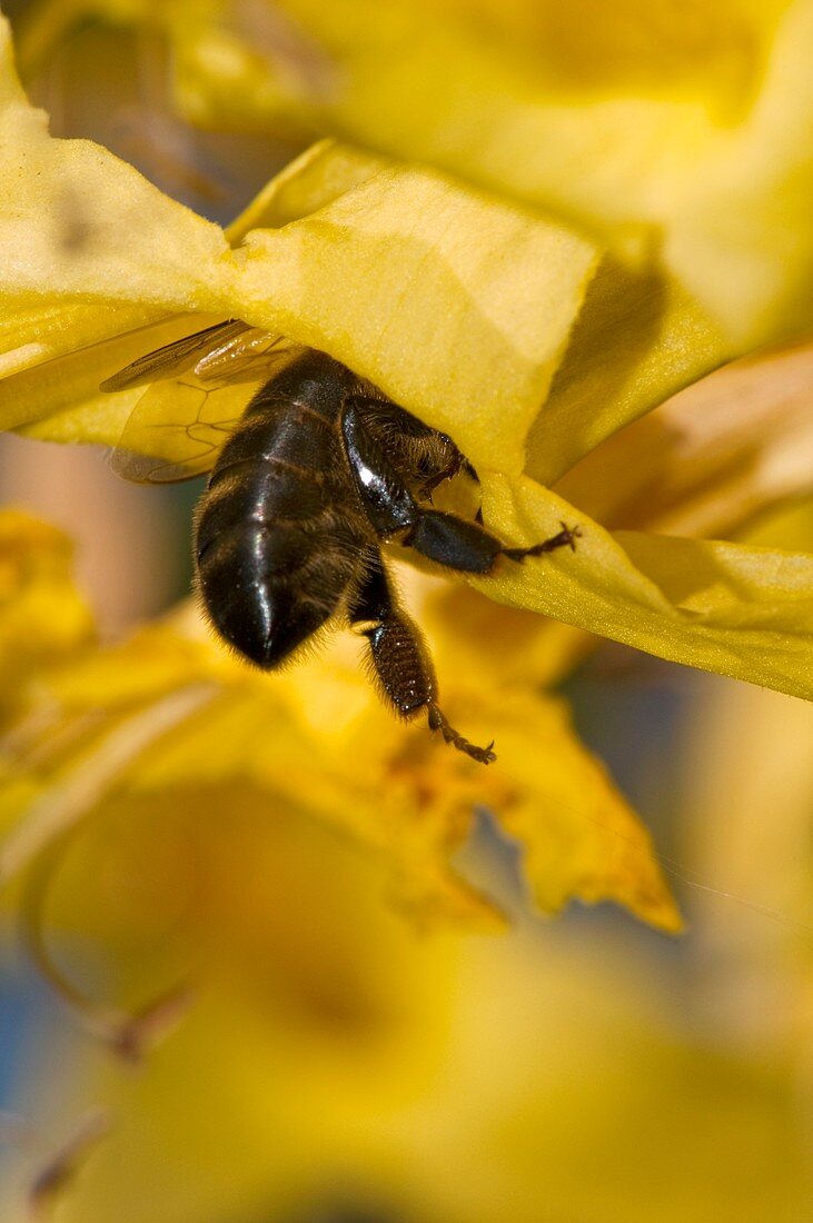 Honeybee feeding