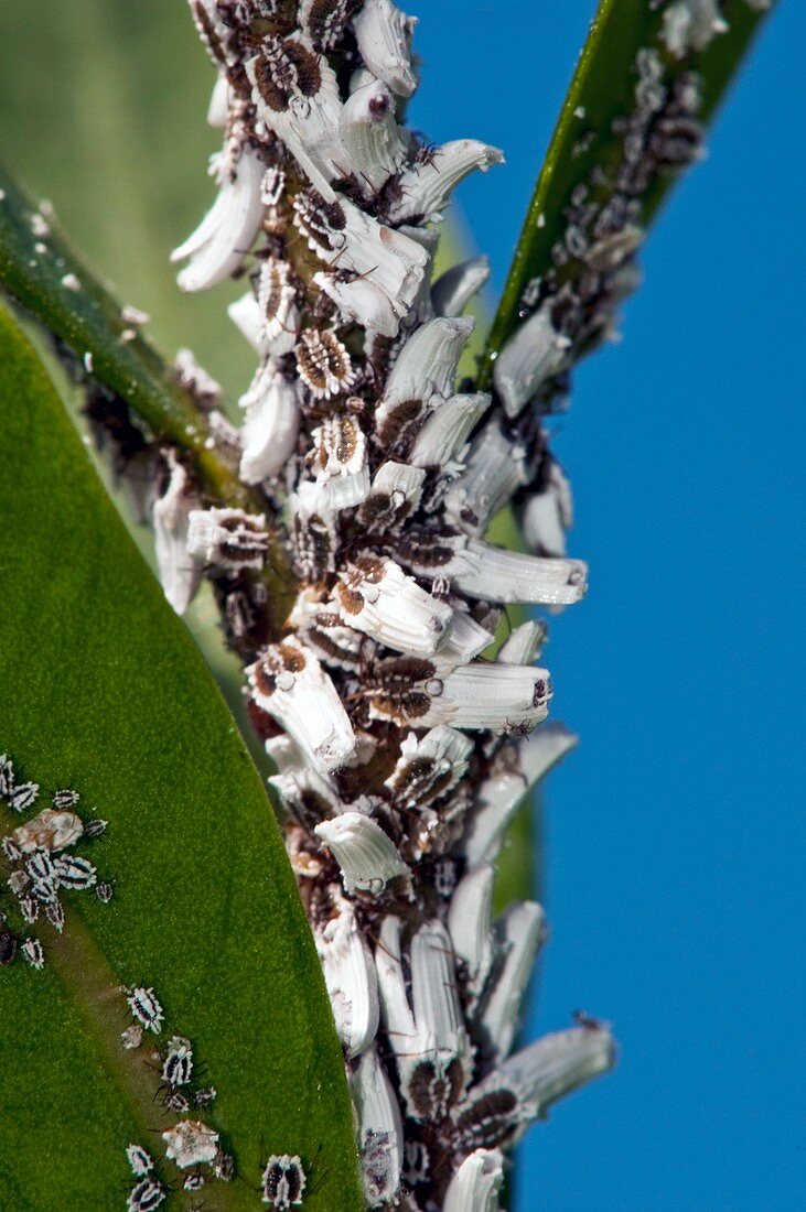 Scale insects