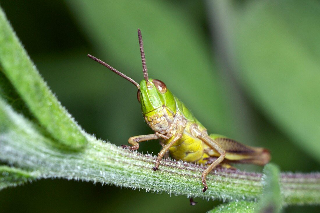 Meadow Grasshopper nymph