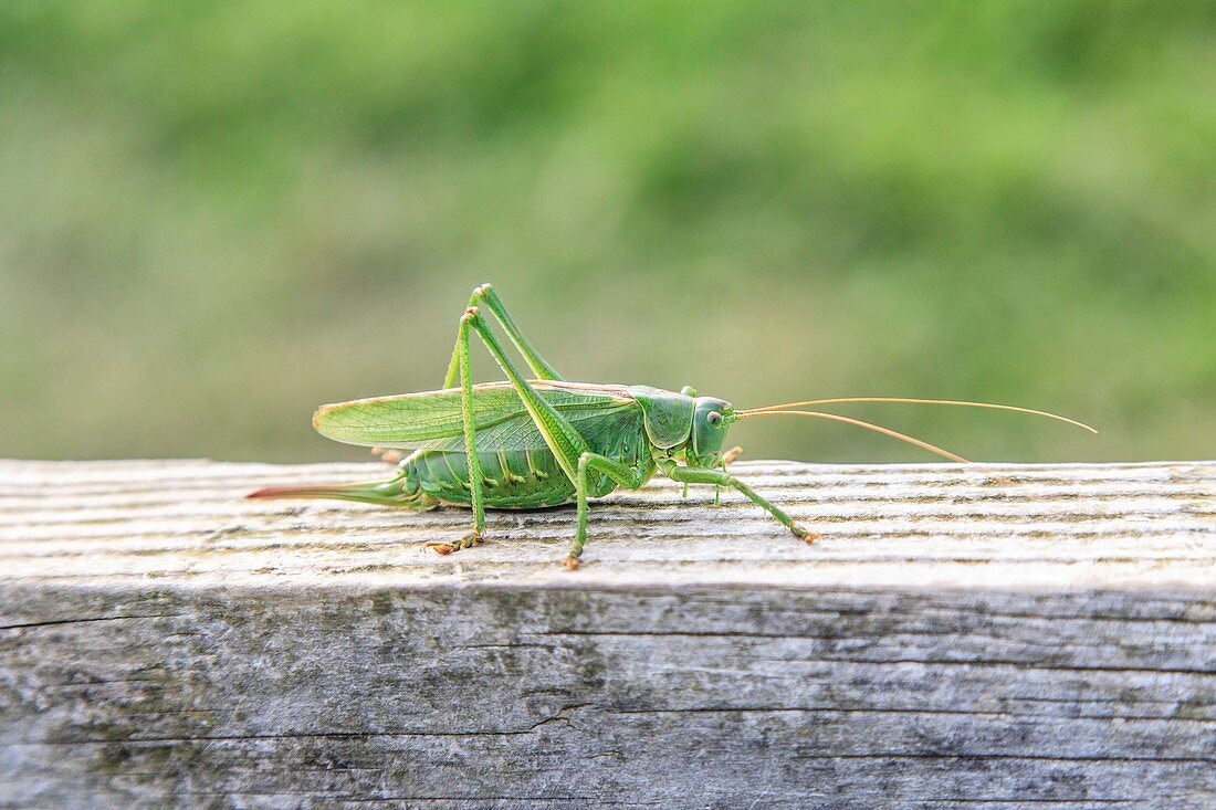 Female Great Green Bush Cricket