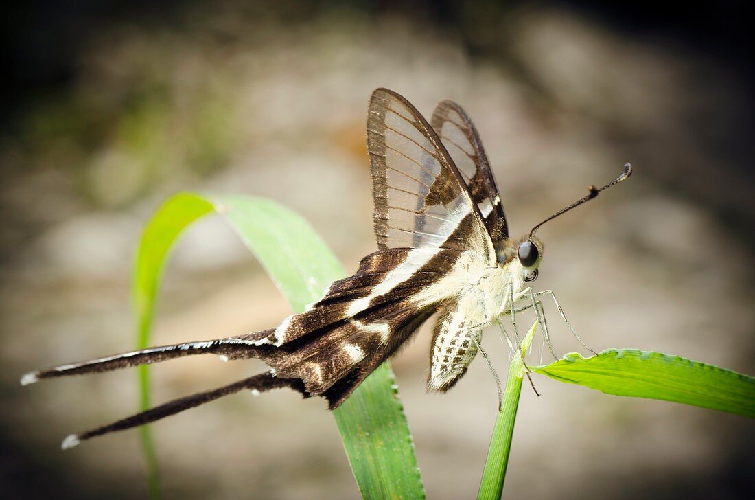 White dragontail butterfly