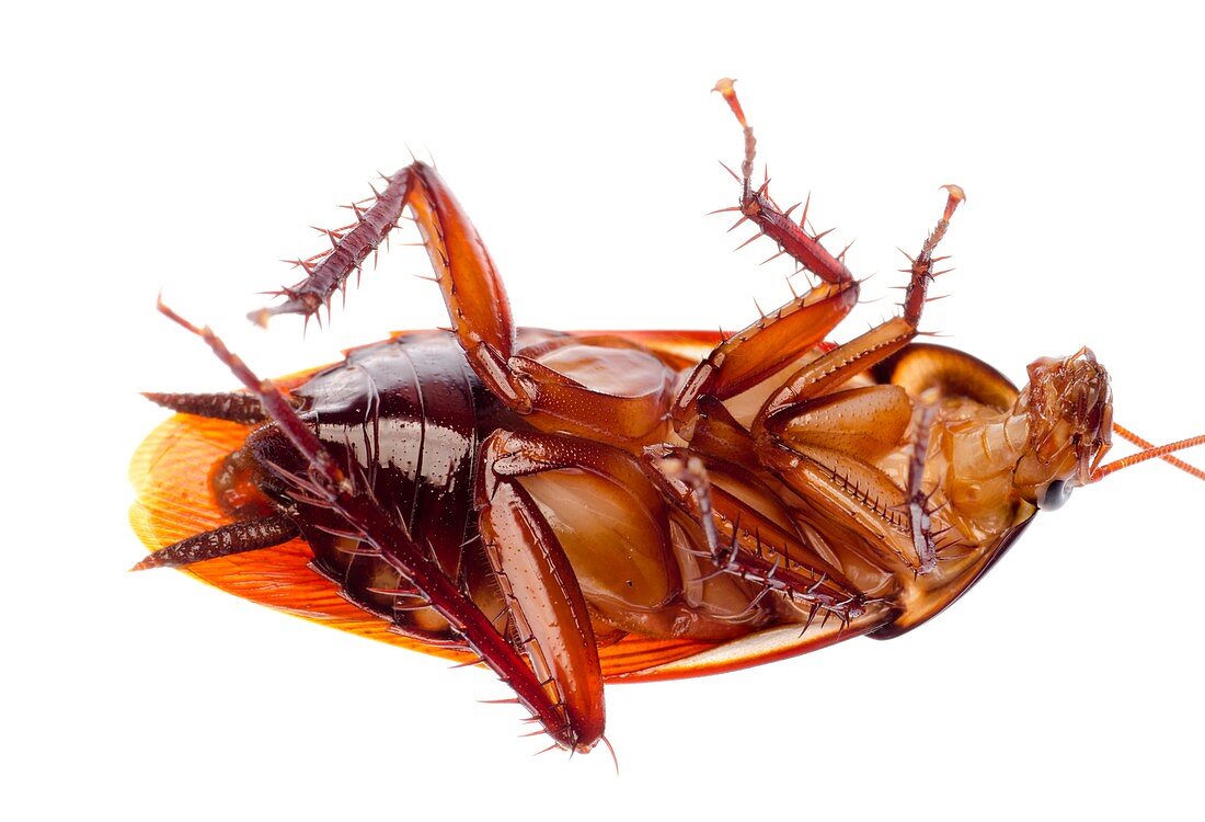 Australian cockroach