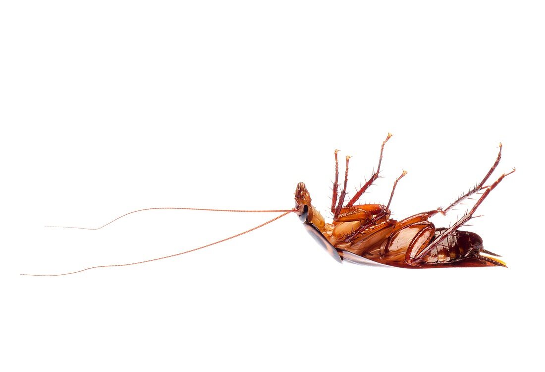 Australian cockroach