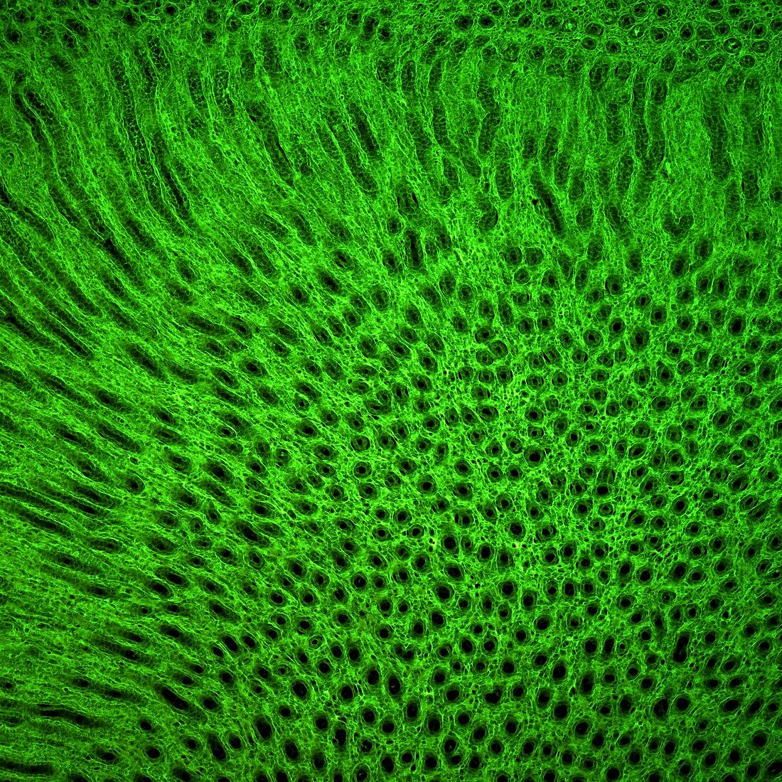 Kidney tissue,confocal micrograph