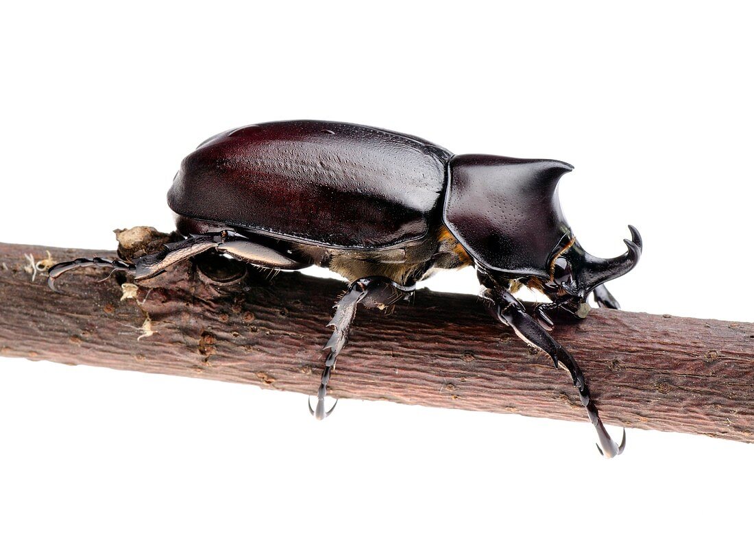 Siamese rhinoceros beetle