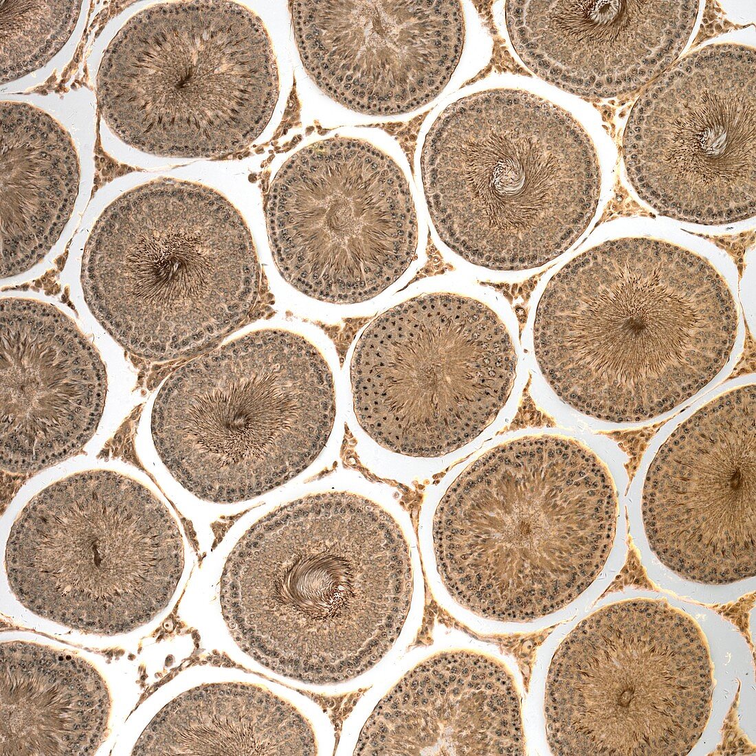Testis tissue,confocal micrograph