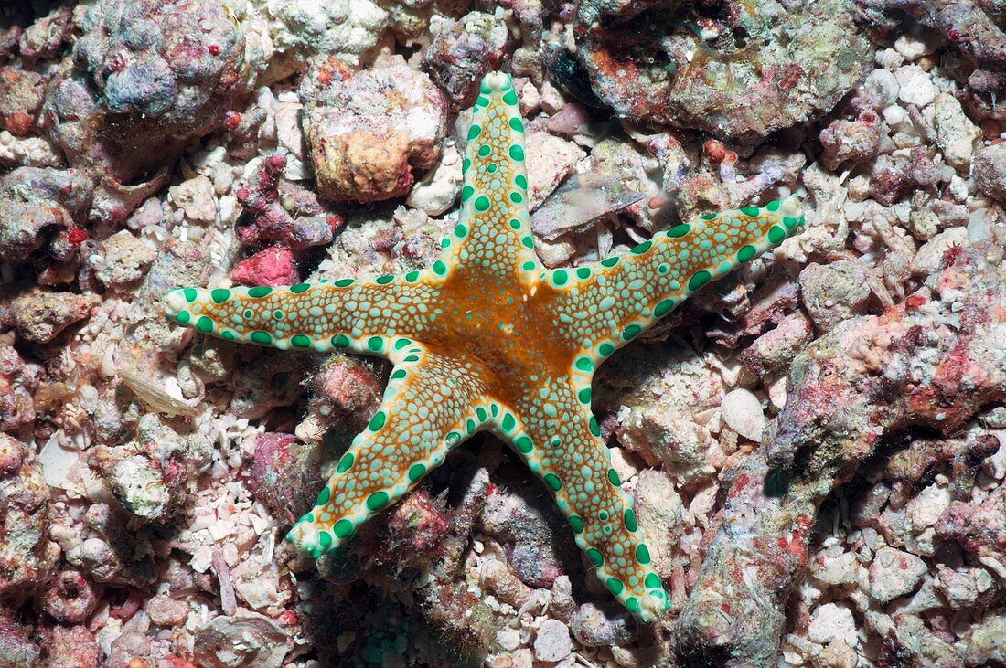 Cuming's starfish