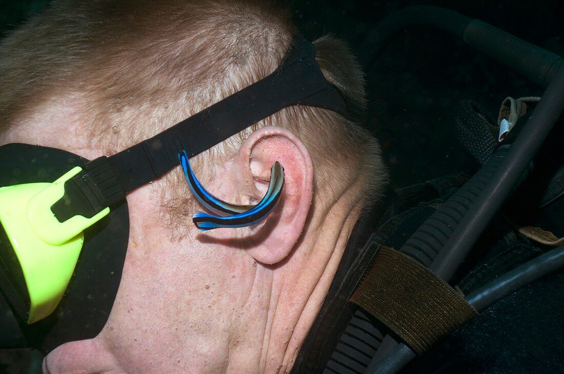Cleaner wrasse cleaning a diver's ear