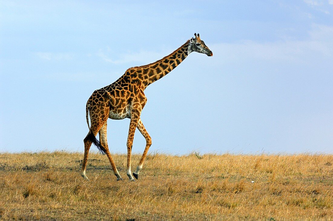 Maasai giraffe