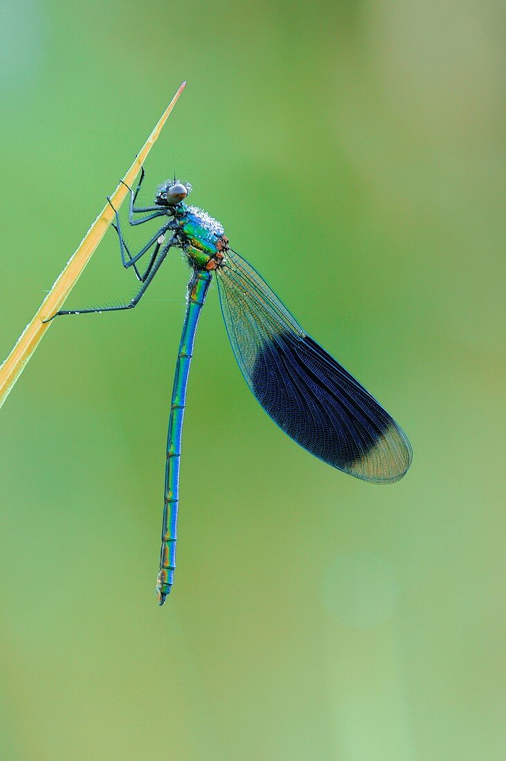 Banded demoiselle damselfly