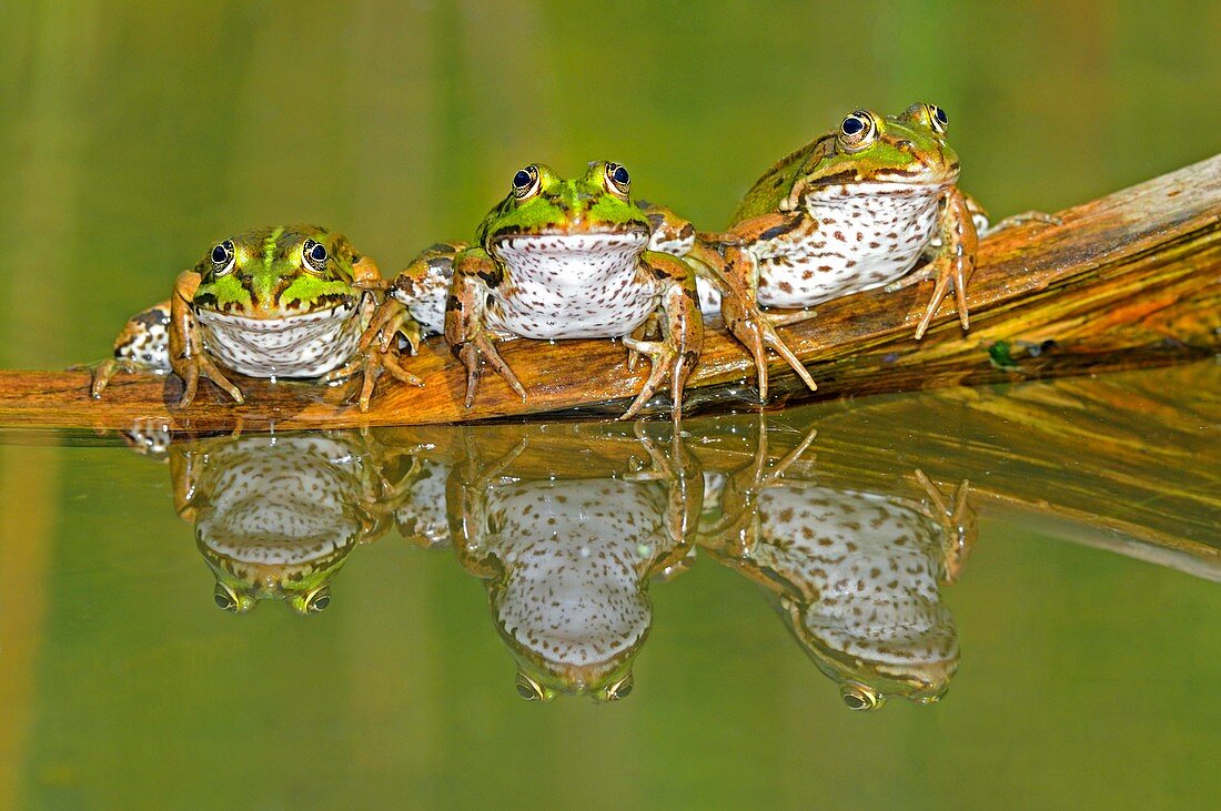 Edible frogs on a log