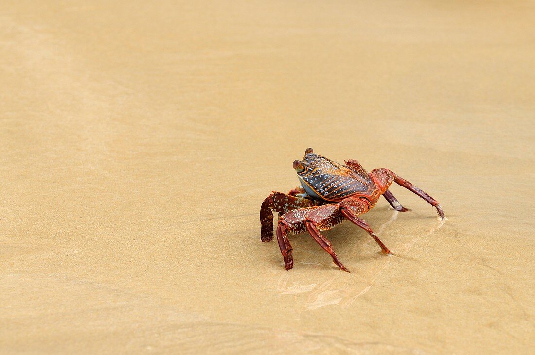 Sally lightfoot crab on a beach
