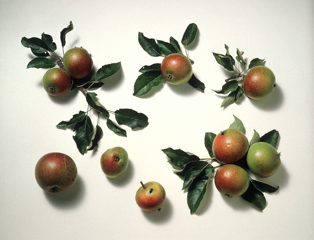 Äpfel, teilweise mit Zweig (Berlepsch)