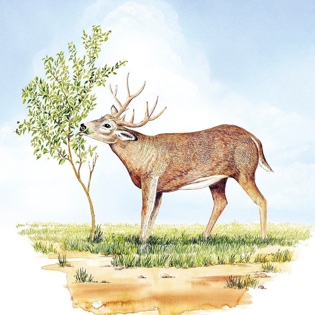 White-tailed deer,artwork