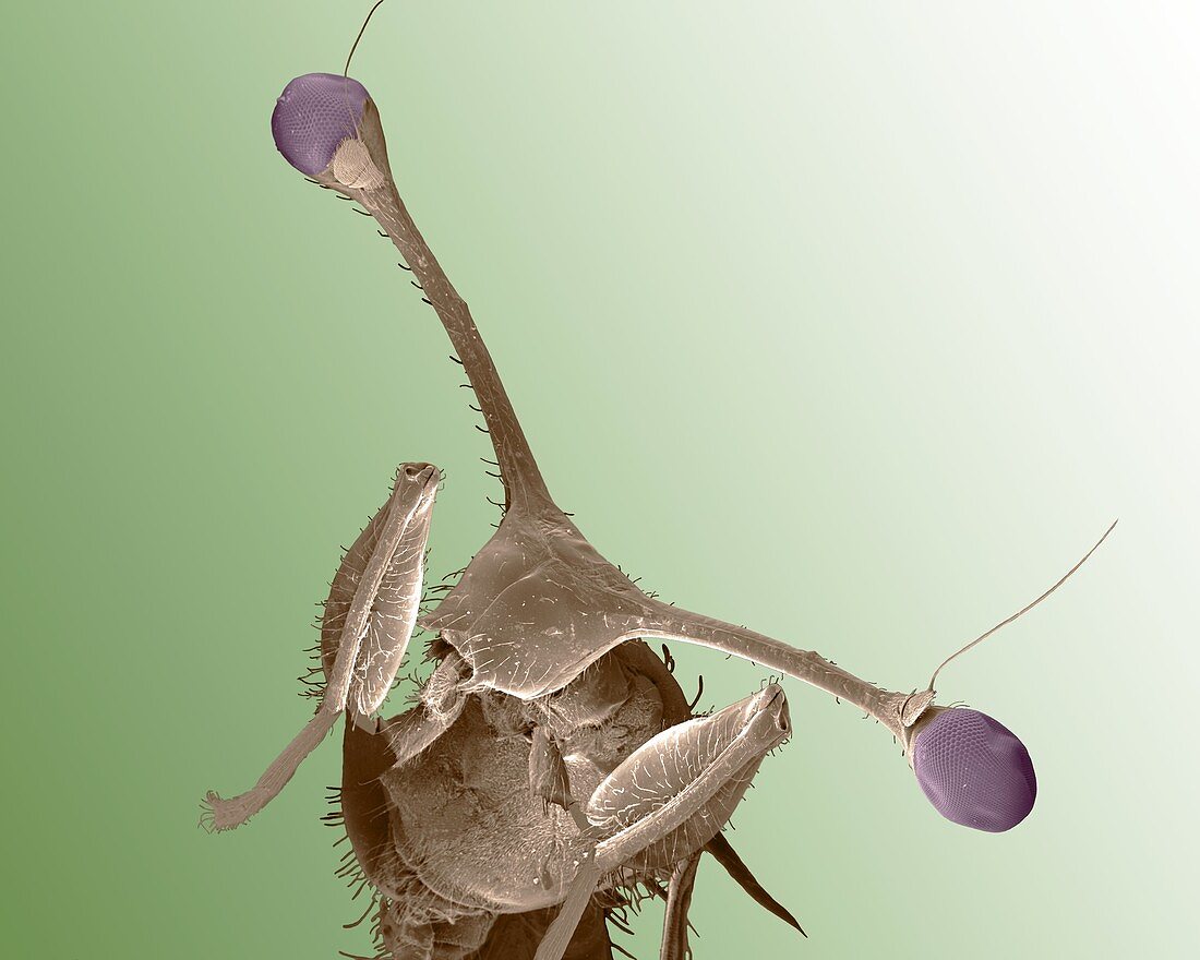 Stalk-eyed fly,SEM