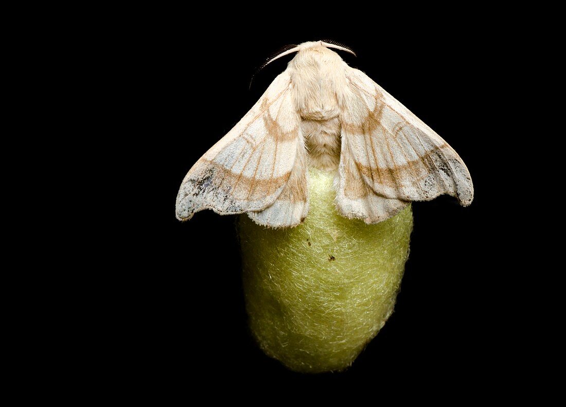 Silkmoth with a cocoon