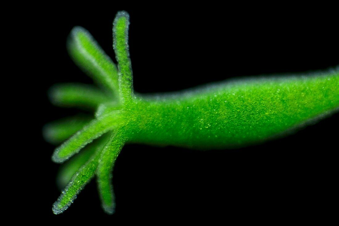 Green hydra,light micrograph