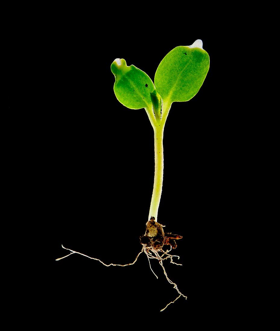 Plant seedling,light micrograph